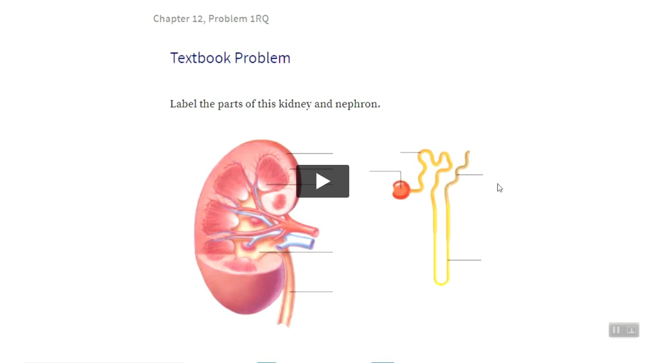 To label: The parts of the kidney and nephron. Introduction: The kidney is  an important organ of the excretory system, and nephron is the basic  structural unit of the kidney. As blood passes through ...