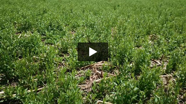 Camelina Field Day Tours:  Triangle H & Schmeeckle Farms