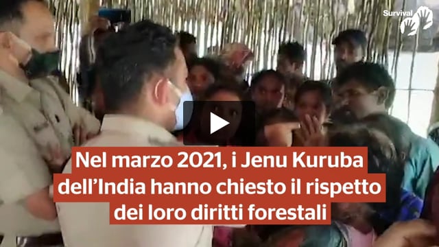 Le guardie forestali perseguitano i “Re della foresta”