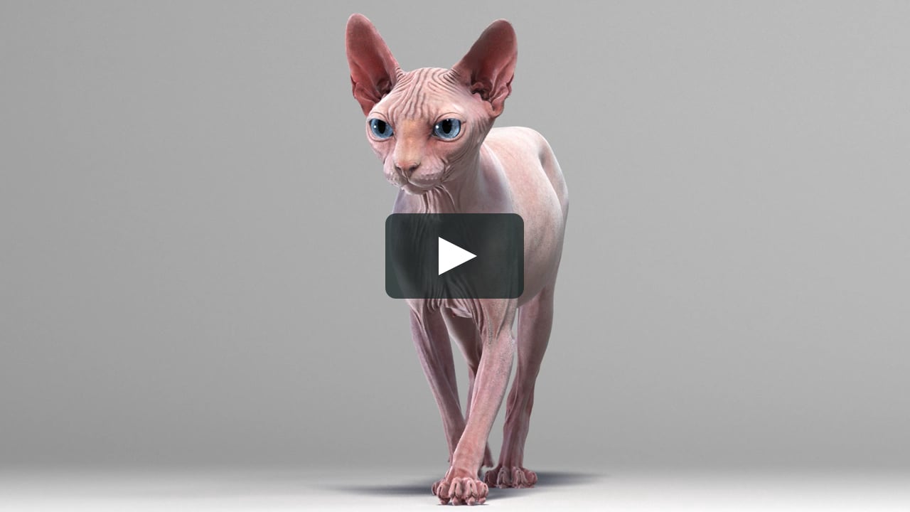 Sphynx Cat Pink Animated 3D Model on Vimeo