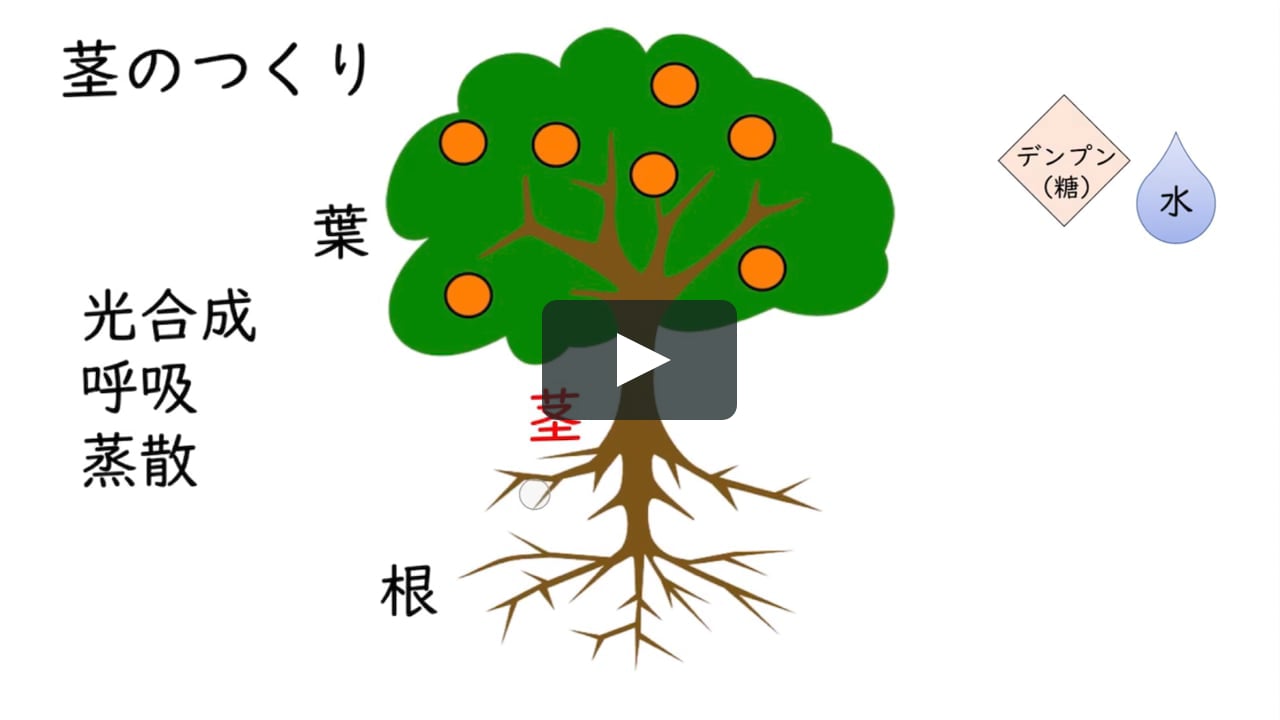 茎のつくり 修正 On Vimeo 茎のつくり 修正 On Vimeo