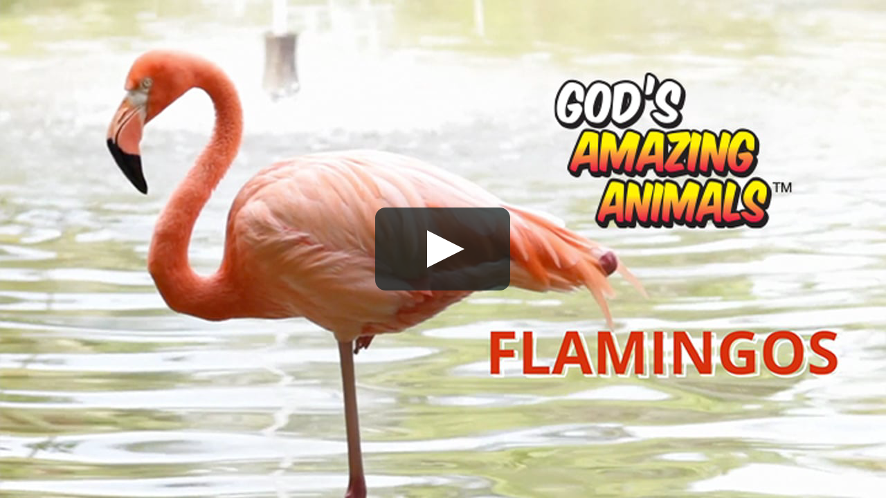 FLAMINGOS - God's Amazing Animals on Vimeo