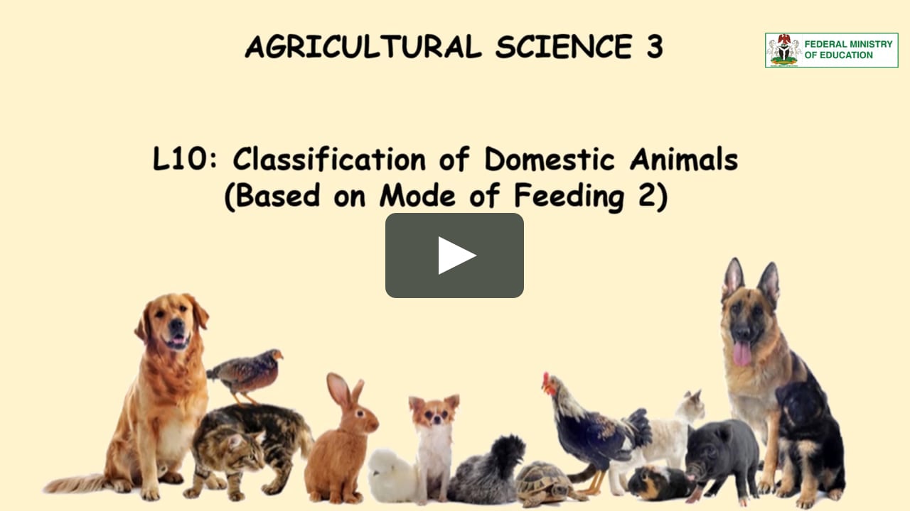10 Classification of Domestic Animals (BASE ON MODE OF FEEDING 2)   on Vimeo