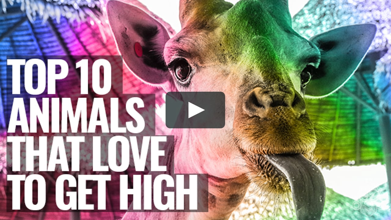10 Animals That Love To Get High on Vimeo