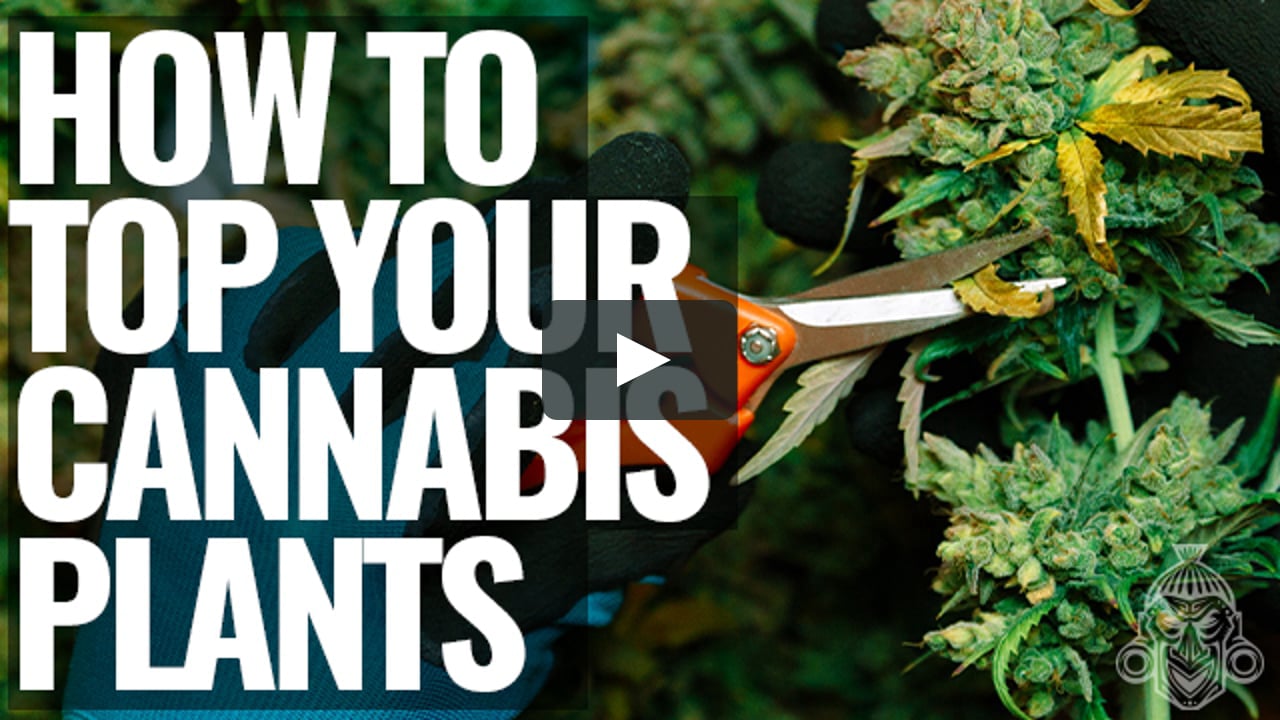 How To Your Cannabis Plants on