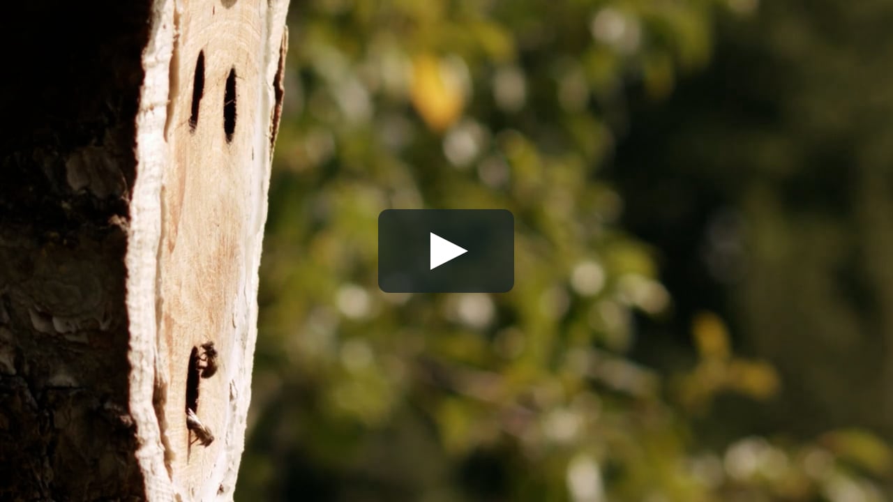 Etre Avec Les Abeilles Mp4 On Vimeo
