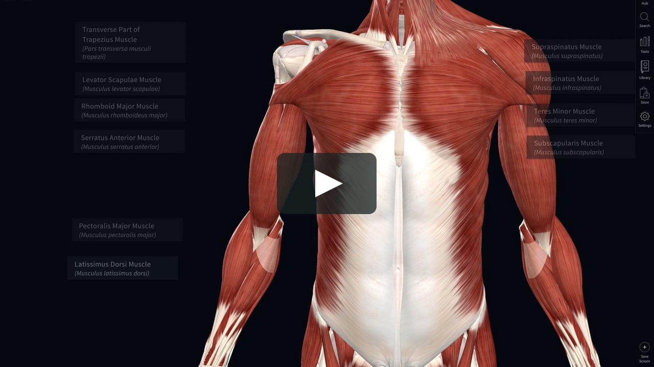 difference between essential anatomy 5 app for linex