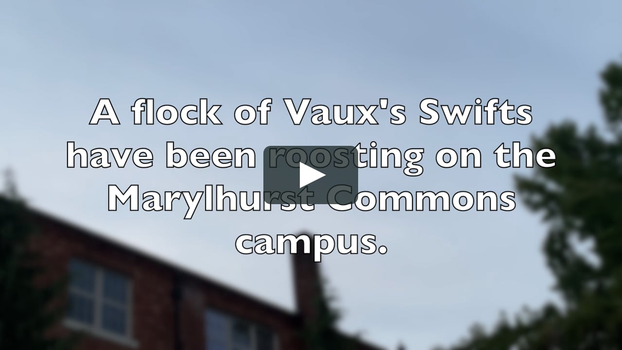 Vaux's Swifts at Marylhurst Commons.mp4 on Vimeo