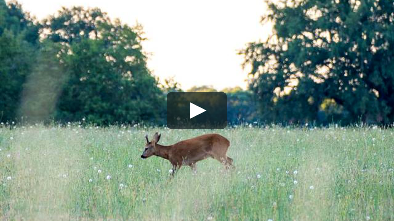 Nature on Vimeo