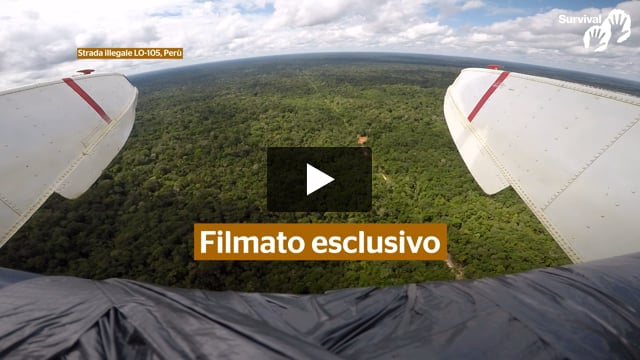 Video esclusivo: strada illegale nel territorio dei popoli incontattati