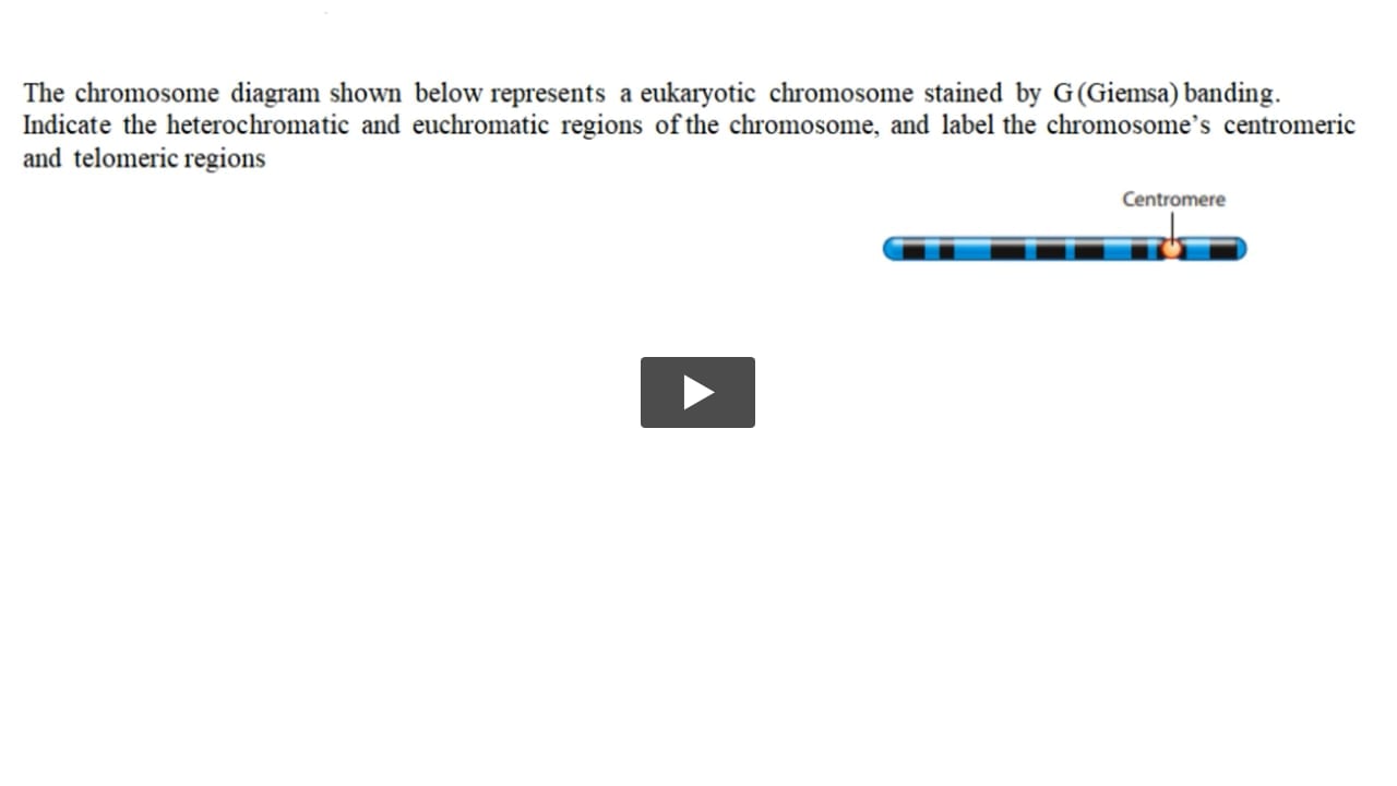The accompanying chromosome diagram represents a eukaryotic chromosome  prepared with Giemsa stain. Indicate the heterochromatic and euchromatic  regions of the chromosome, and label the chromosomes ...