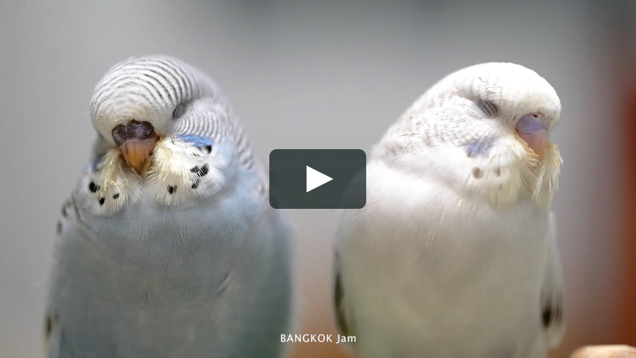 ゆるかわハーフジャンボセキセイインコの雛 On Vimeo