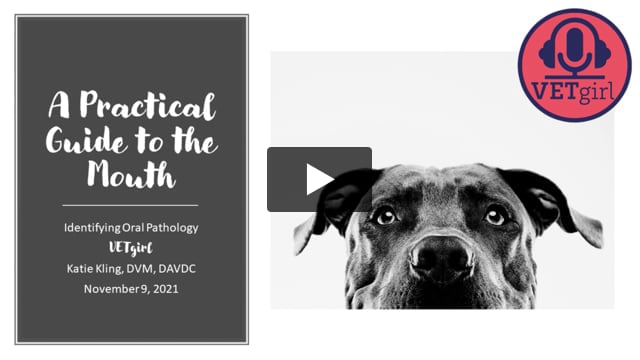 9 Novembre 2021 : Un Guide Pratique De La Bouche : Identifier La Pathologie  Buccale | Webinaires De Formation Continue Vétérinaire Vetgirl