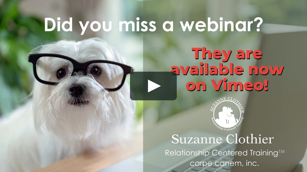 Watch What Your Dog's Movement Can Tell You Online Vimeo On Demand on