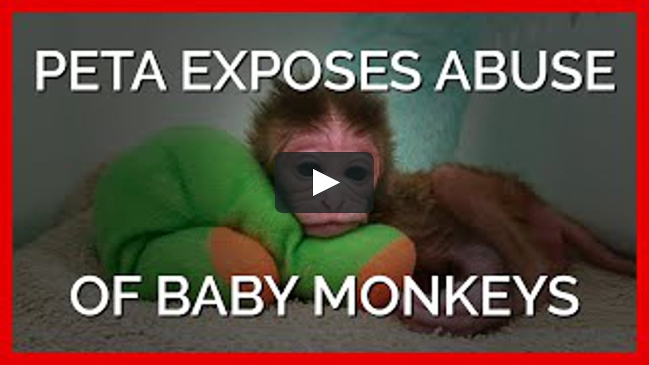 Peta Exposes Abuse Of Baby Monkeys On Vimeo