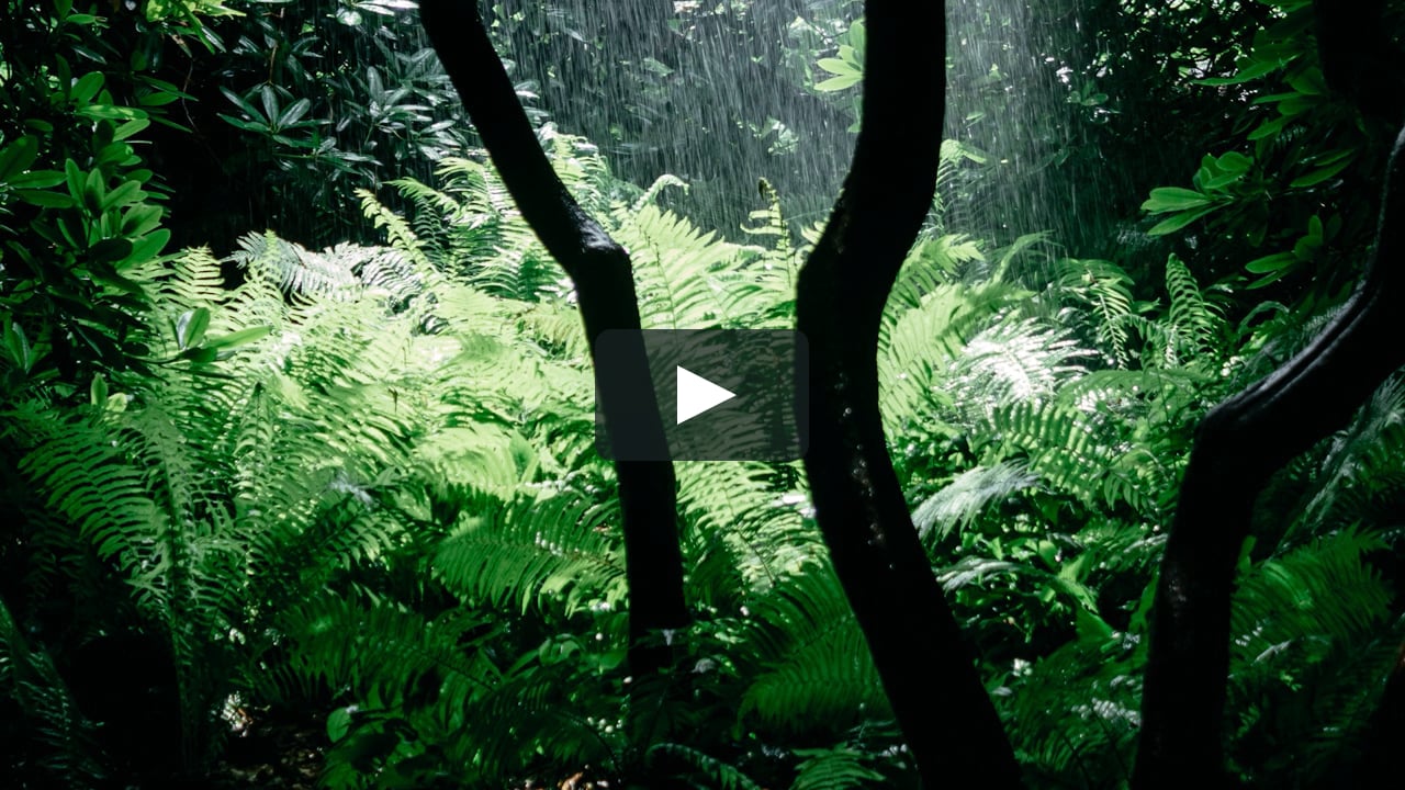 A Walk in the Costa Rican Rainforest