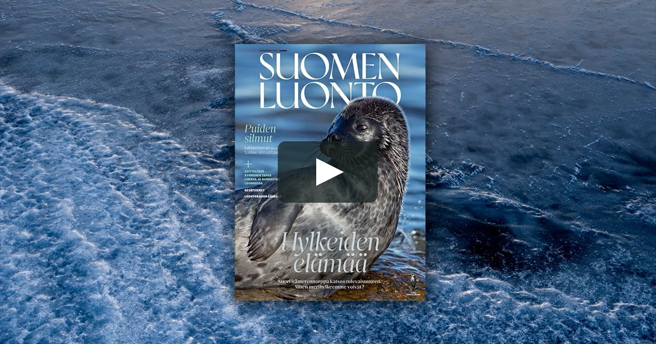 Maaliskuun Suomen Luonto on ilmestynyt! on Vimeo