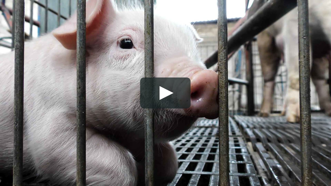 Animal Cruelty and Mutilations Found on Pig Farms in Mexico | Investigation  by Animal Equality on Vimeo