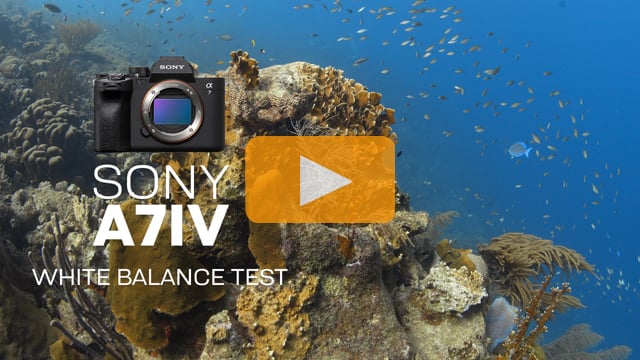 Sony a7 IV Underwater Camera Review - Underwater Photography - Backscatter
