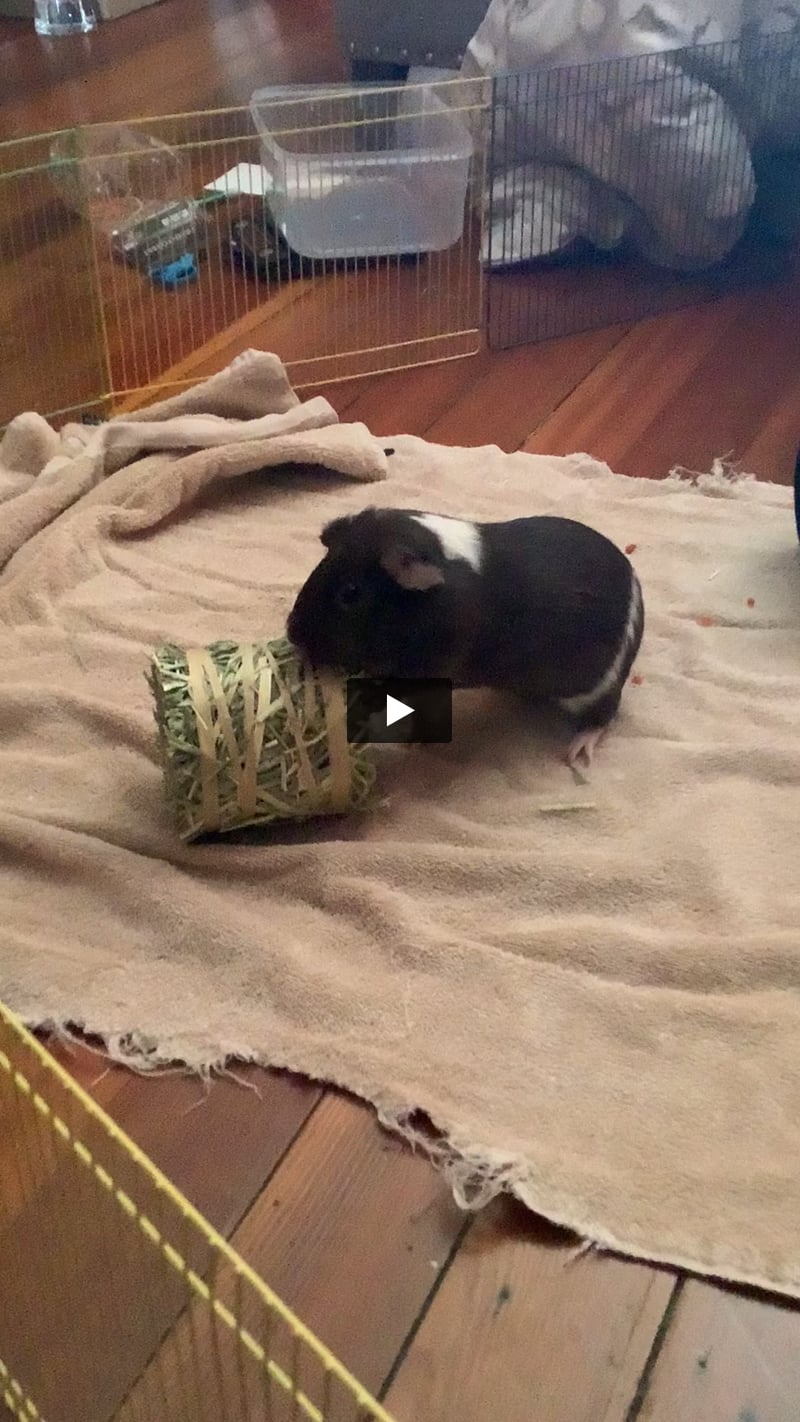 Mini Bale - Short Mini Bale - Short