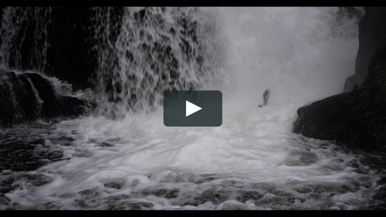 Salmon Run at Brewery Park at Tumwater Falls.mp4 on Vimeo