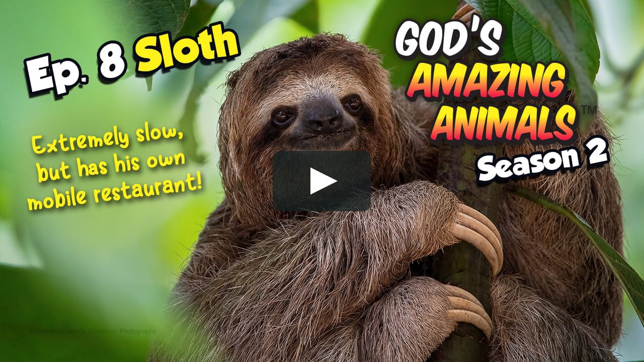 S2 Ep8 - SLOTH - God's Amazing Animals on Vimeo