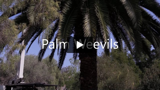 Palm Weevils - Recognize an Infestation