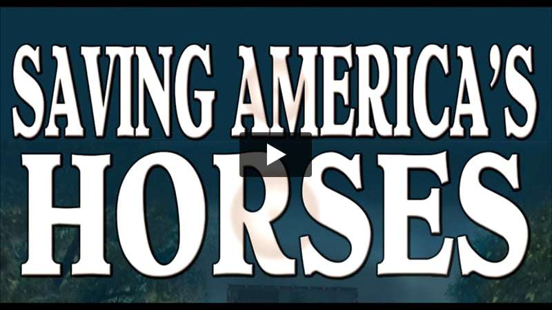 Watch Share & Make a Difference for the Horses; the Challenge is on!