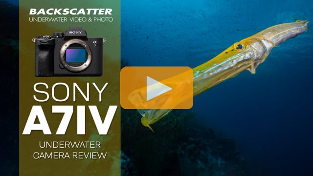 Sony A7 IV Underwater Camera Review - Bluewater Photo