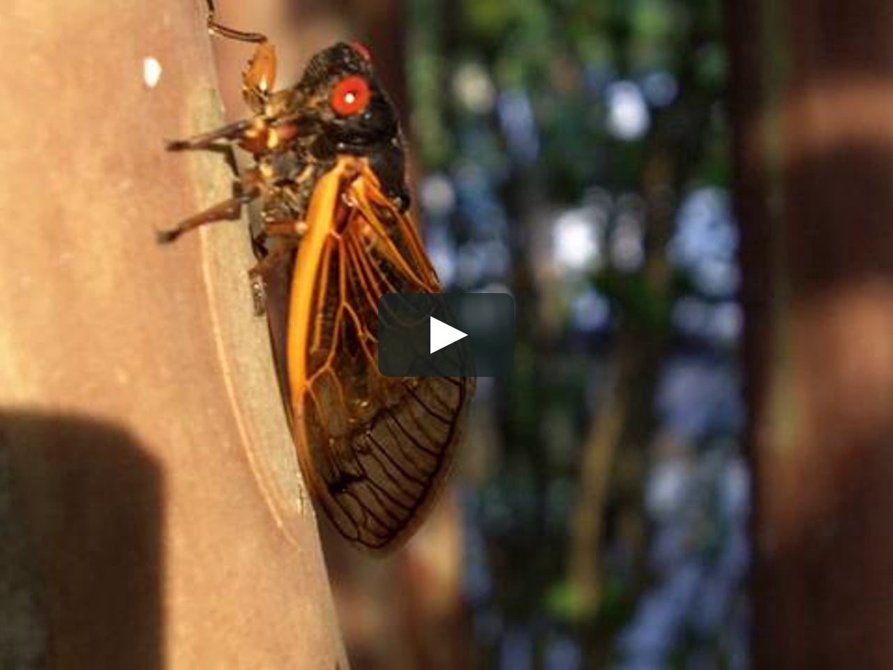 Cicada Footage Nashville, TN Kodak ZI8 Macro Lens Test on Vimeo