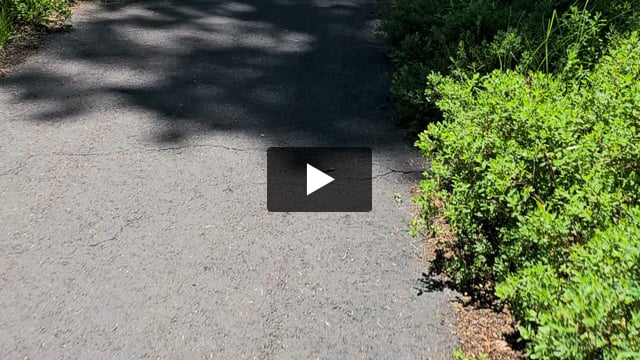 The John Dellenbeck Trail circles Diamond Lake for 11 miles on a paved path.