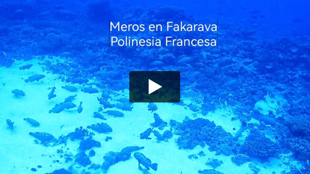 Miles de meros en el paso sur de Fakarava, Tuamotus, Polinesia Francesa