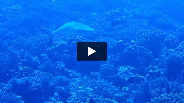Buceando con Tiburones, paso sur de Fakarava, Tuamotus, Polinesia Francesa