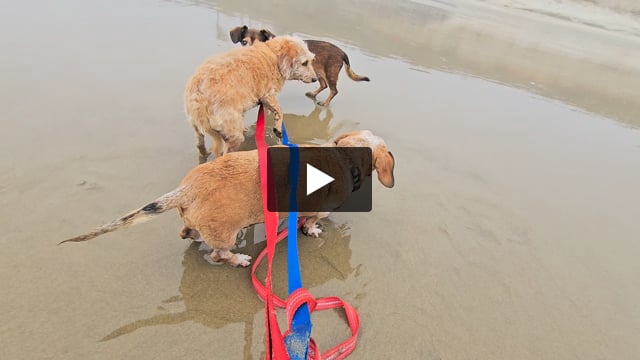 Berkeley, Eli and Baylah loved dipping their toes into the surf.