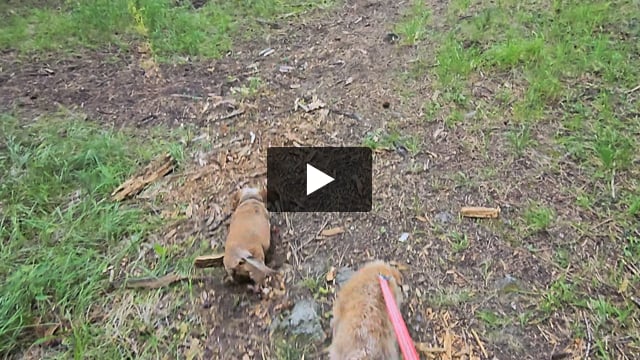Baylah, front, and Eli explore a path on Mount Joseph, located west of the campground.