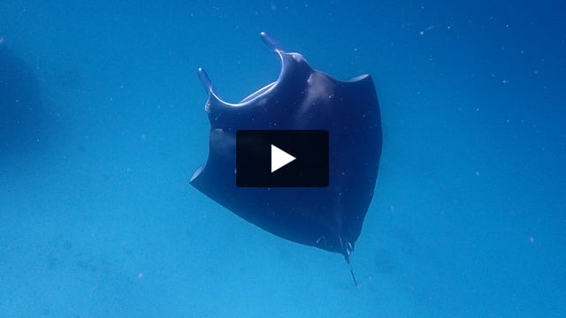Mantas en Tikehau, Tuamotus, Polinesia Francesa