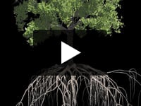 Play video Social Media Ad: Fall is the Best Time to Plant Trees!
