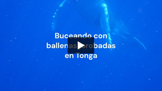 Nadando con ballenas en Tonga