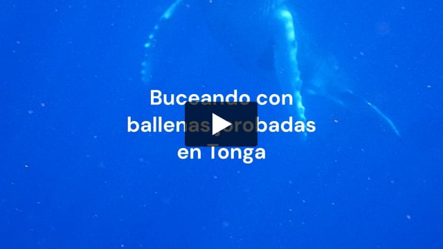 Nadando con ballenas en Tonga