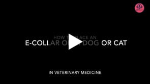 How to Place an E-Collar on a Dog or Cat in Veterinary Medicine