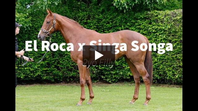 El Roca x Singa Songa '21 Filly | including Phill Cataldo's comments