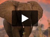 Play video My Elephants