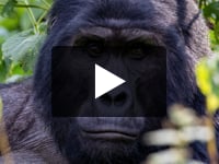Play video My Apes