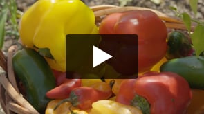 Play video How to Prep a Vegetable Garden