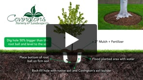 Play video How To Plant A Tree