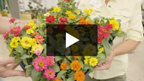 Play video Top 10 Continuously Blooming Flowers for North Texas