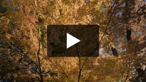 Play video The Best Japanese Maples for North Texas -- Our Lucky Seven!