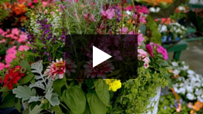 Play video How to Make an Arrangement That Repels Mosquitos