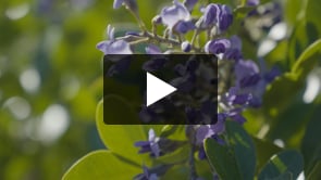 Play video Top 10 Blooming Trees and Shrubs for North Texas