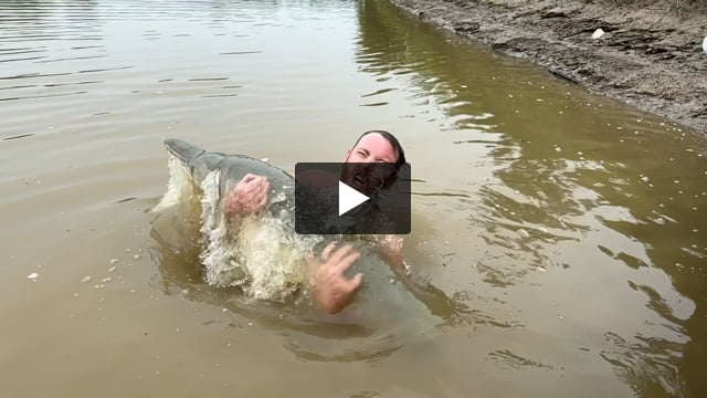 Flathead Catfish Spawning Catfish Boxes For Noodling Catfish